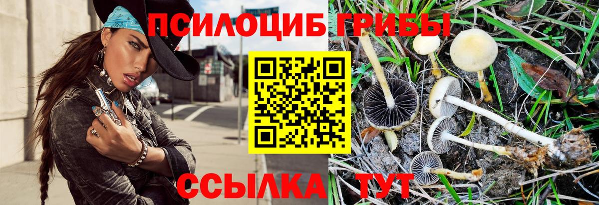 Холмск  Псилоцибиновые грибы Cubensis  Вход с VPN 